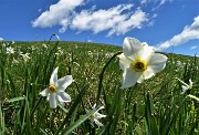 50 Distese di narcisi scendendo dal Linzone al Santuario della Sacra Famiglia